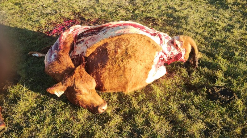 Un nuevo abigeato en Olavarra: carnearon seis vacas